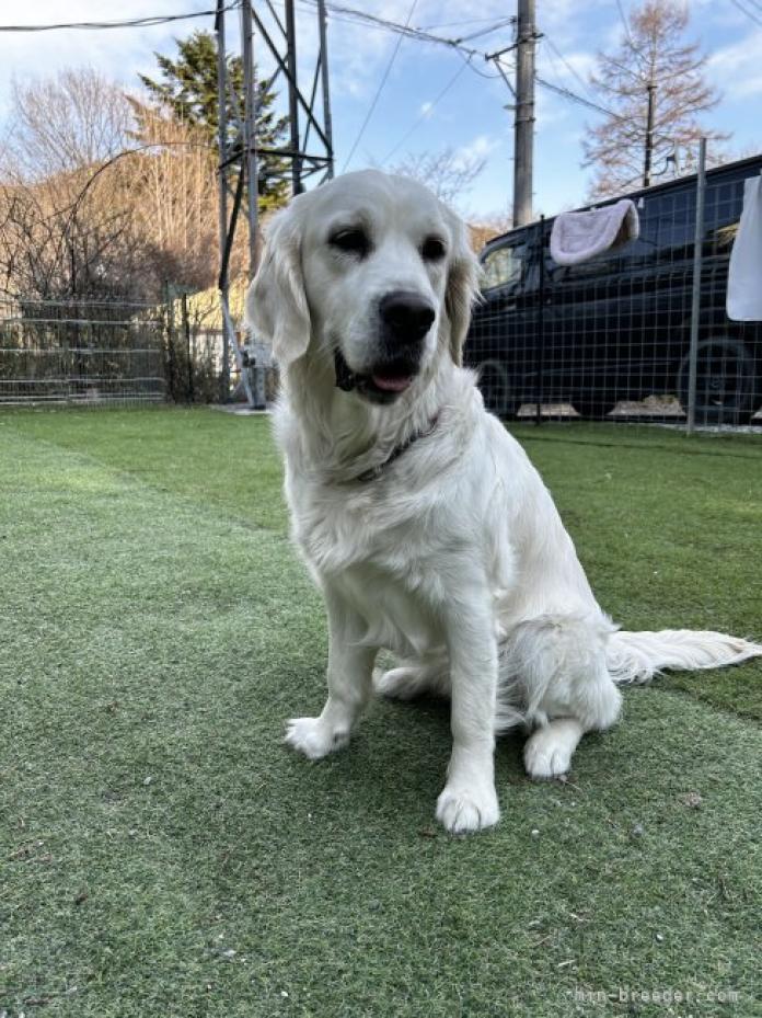 犬のプロフィール画像