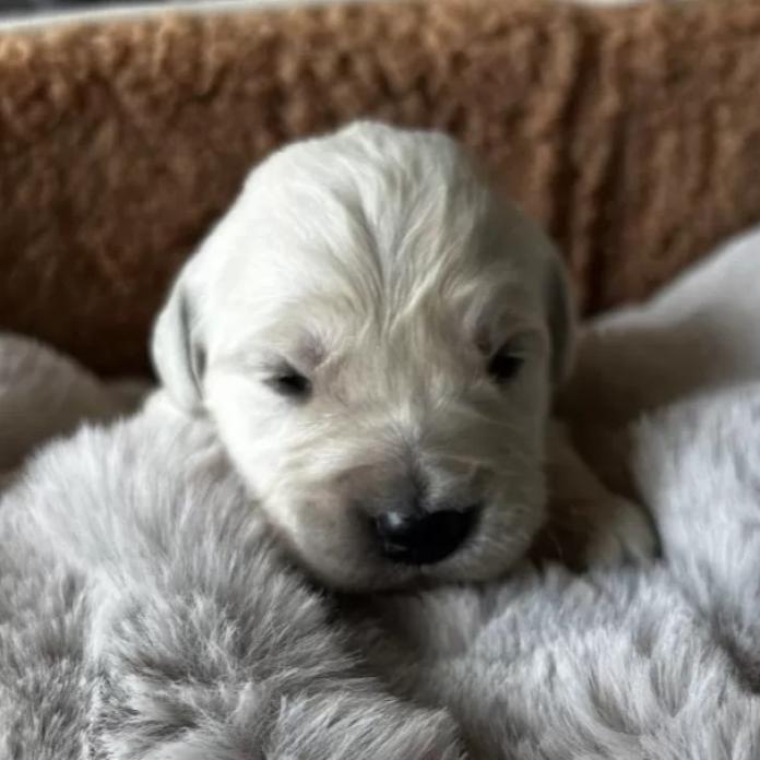 ゴールデンレトリバー(栃木県・男の子・2026/02/21・クリーム)の子犬情報! | 小林 麻衣子ブリーダー(1231)