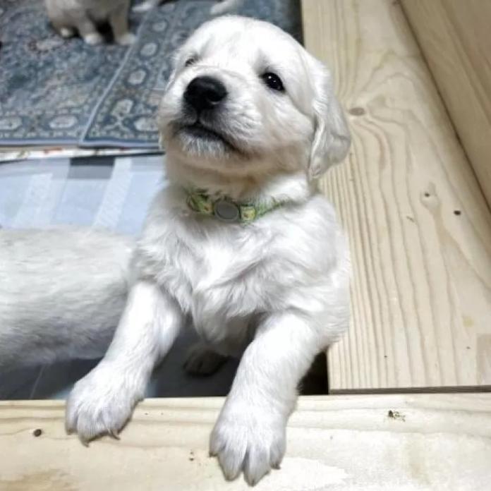 ゴールデンレトリバー(栃木県・男の子・2026/02/21・クリーム)の子犬情報! | 小林 麻衣子ブリーダー(1231)