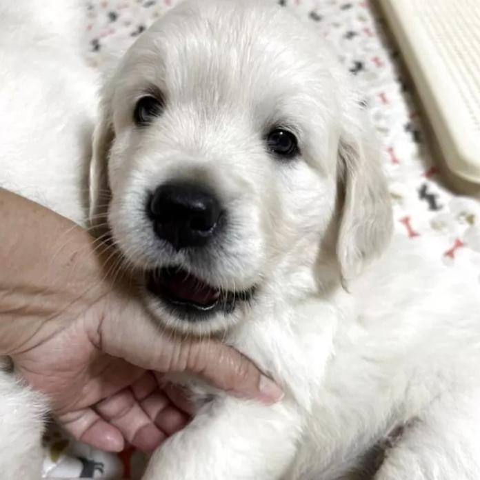 ゴールデンレトリバー(栃木県・男の子・2026/02/27・クリーム)の子犬情報! | 小林 麻衣子ブリーダー(1293)