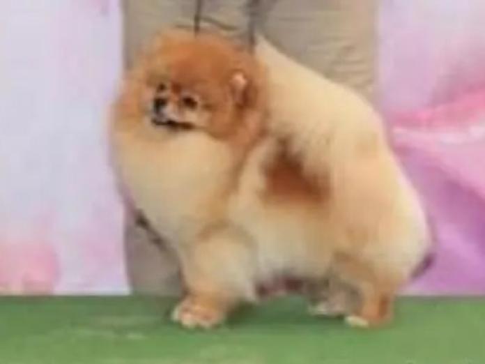 犬のプロフィール画像