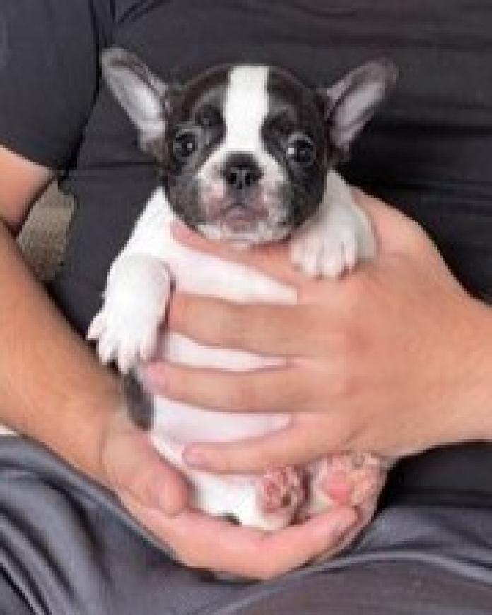 フレンチブルドッグ(埼玉県・男の子・2023/10/01・パイド)の子犬情報! | 安藤 美弥ブリーダー(1264)