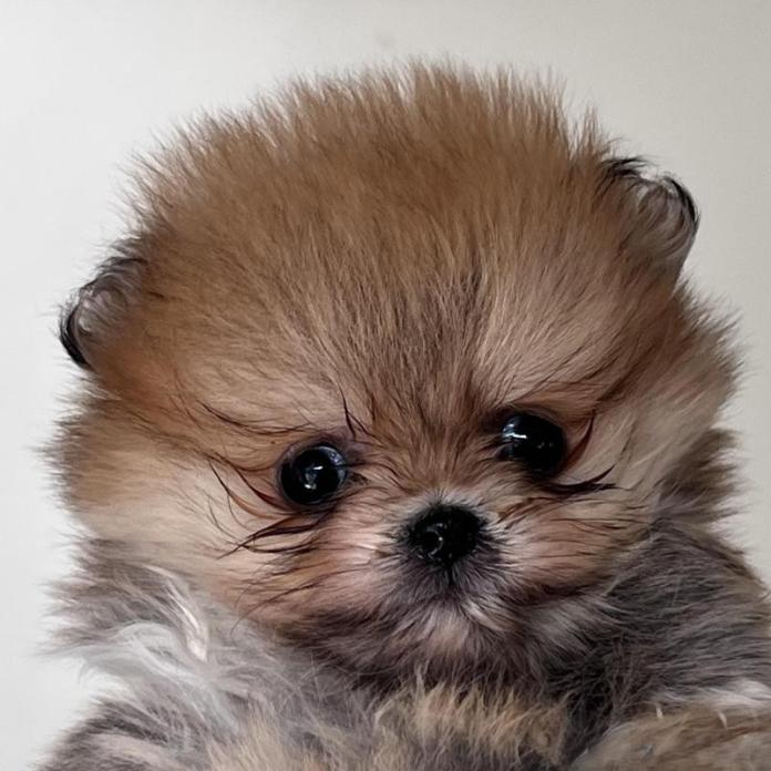 ポメラニアン(埼玉県・女の子・2025/12/24・オレンジ)の子犬情報! | 安藤 美弥ブリーダー(1265)