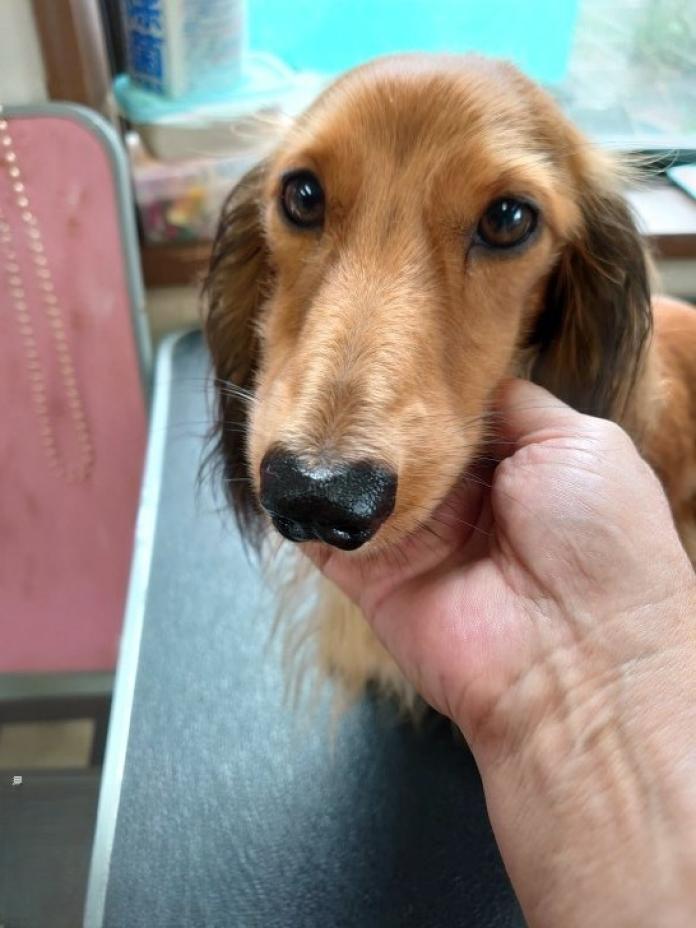犬のプロフィール画像
