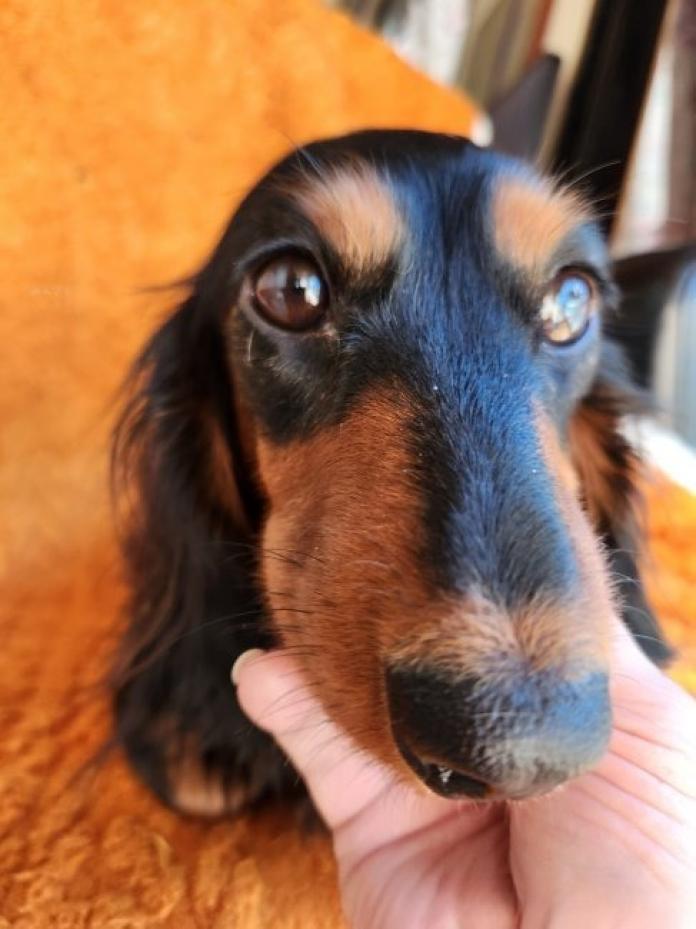 犬のプロフィール画像