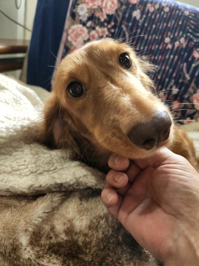 犬のプロフィール画像