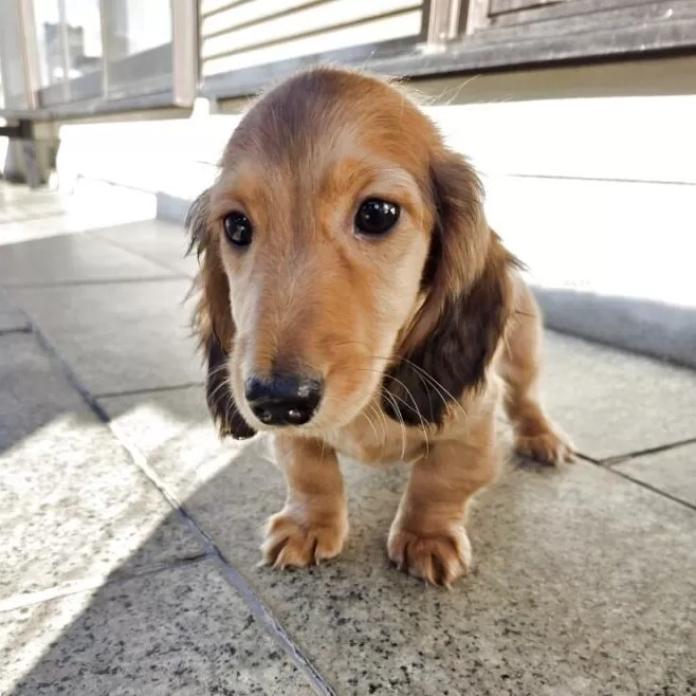 ミニチュアダックスフンド(ロング)(茨城県・男の子・2025/12/04・レッド)の子犬情報! | 清水 千恵美ブリーダー(1285)