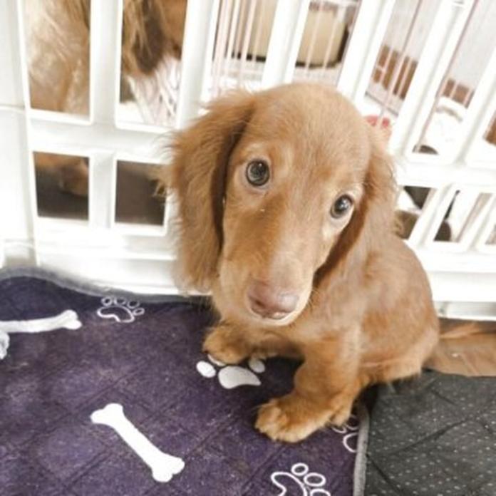 ミニチュアダックスフンド(ロング)(1586)の子犬情報