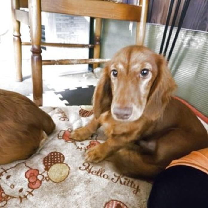 ミニチュアダックスフンド(ロング)(1586)の子犬情報
