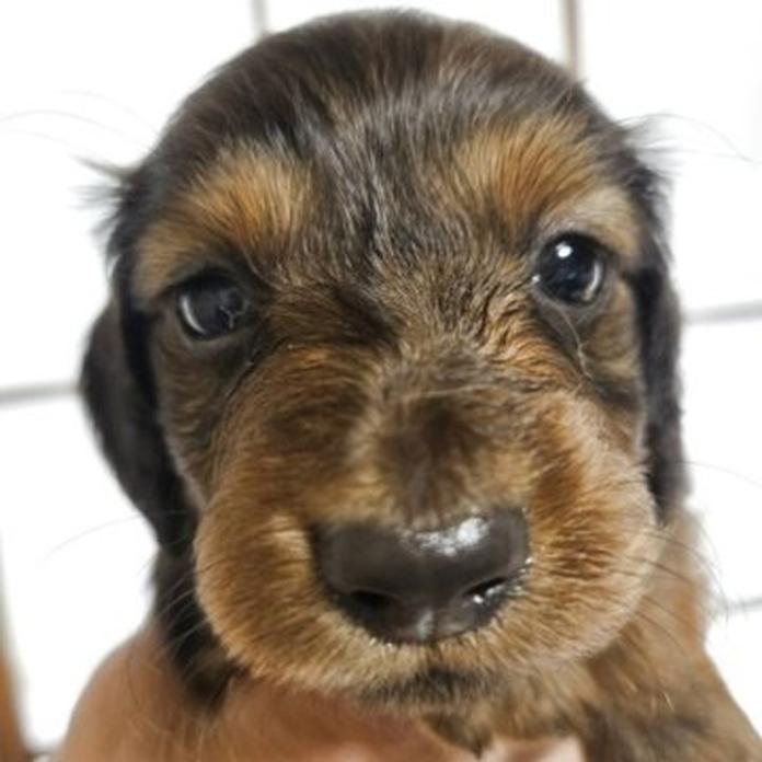 ミニチュアダックスフンド(ロング)(1598)の子犬情報