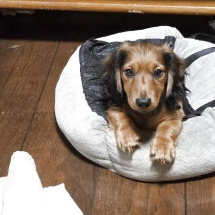ミニチュアダックスフンド(ロング)(1598)の子犬情報