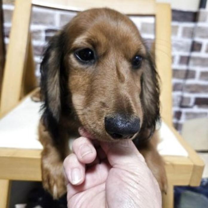 ミニチュアダックスフンド(ロング)(1598)の子犬情報