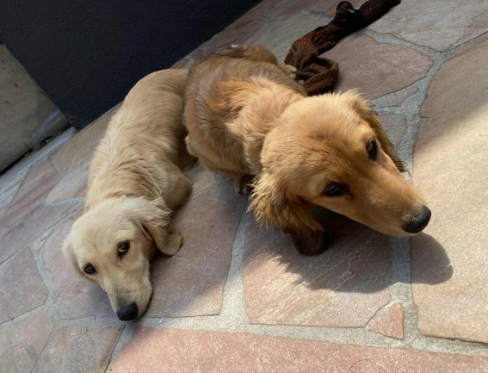 犬のプロフィール画像