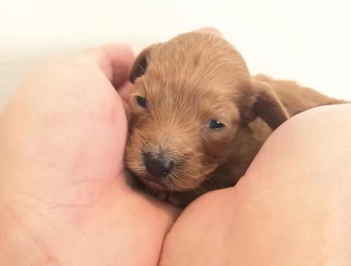 カニンヘンダックスフンド(ロング)(群馬県・女の子・2025/12/20・ゴールド)の子犬情報! | 橋本 淳史ブリーダー(1031)