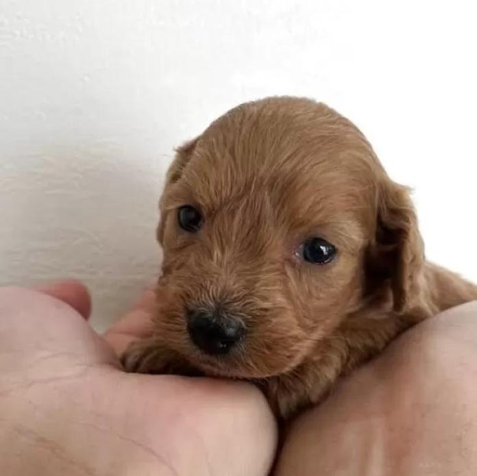 カニンヘンダックスフンド(ロング)(群馬県・女の子・2025/12/20・ゴールド)の子犬情報! | 橋本 淳史ブリーダー(1031)