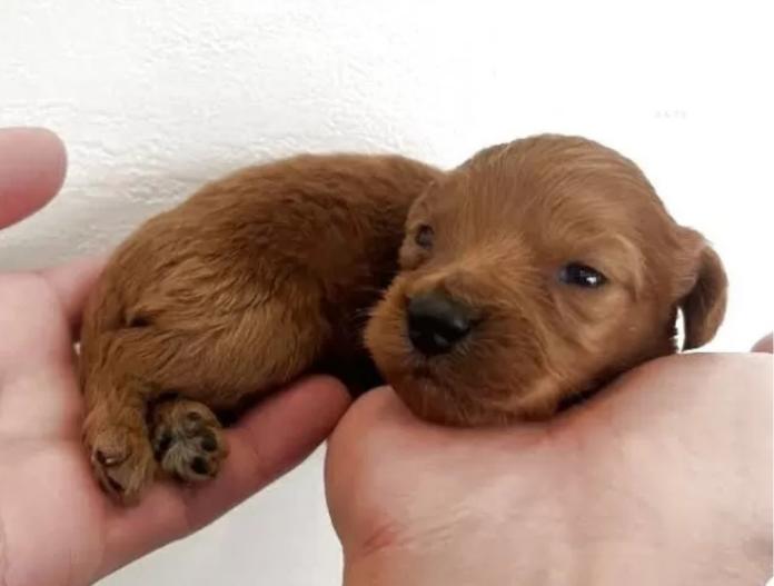 カニンヘンダックスフンド(ロング)(群馬県・男の子・2025/12/20・ゴールド)の子犬情報! | 橋本 淳史ブリーダー(1032)