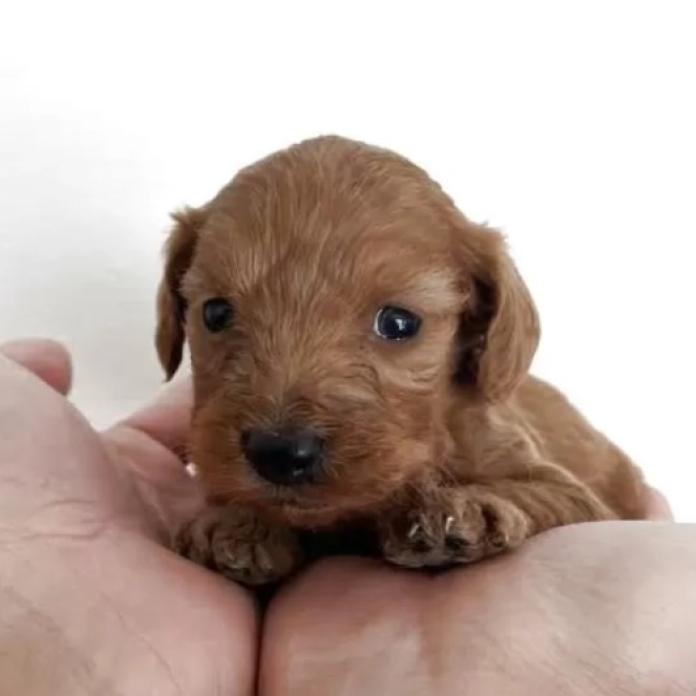 カニンヘンダックスフンド(ロング)(群馬県・男の子・2025/12/20・ゴールド)の子犬情報! | 橋本 淳史ブリーダー(1032)