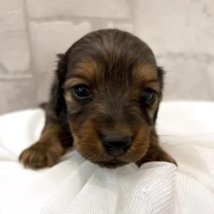 カニンヘンダックスフンド(ロング)(群馬県・女の子・2026/02/14・レッド)の子犬情報! | 橋本 淳史ブリーダー(1246)