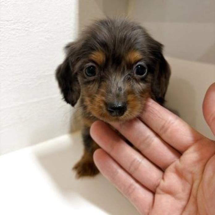 カニンヘンダックスフンド(ロング)(群馬県・男の子・2026/02/14・シルバーダップル)の子犬情報! | 橋本 淳史ブリーダー(1247)