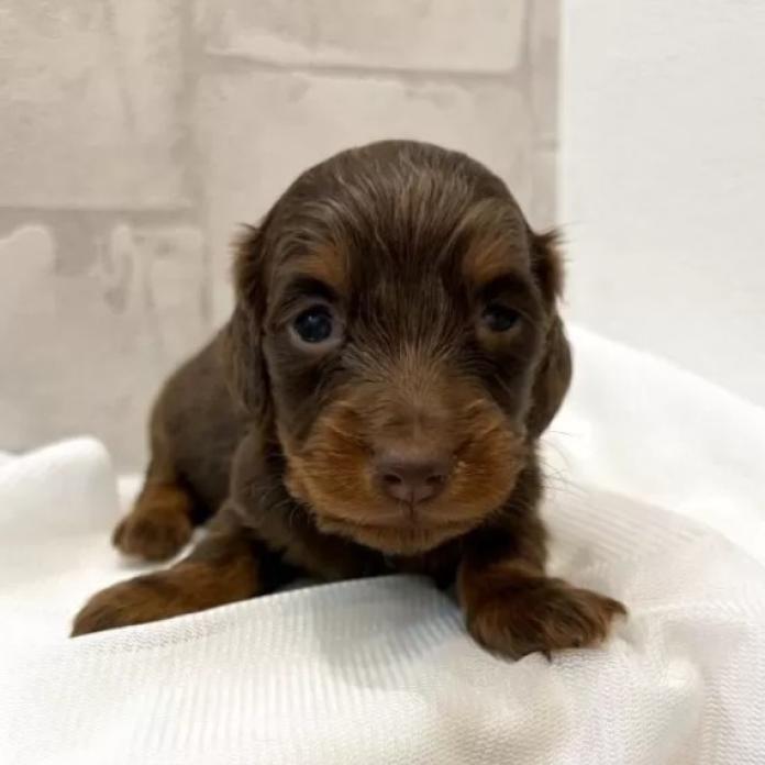 カニンヘンダックスフンド(ロング)(群馬県・女の子・2026/02/14・チョコレートタン)の子犬情報! | 橋本 淳史ブリーダー(1248)