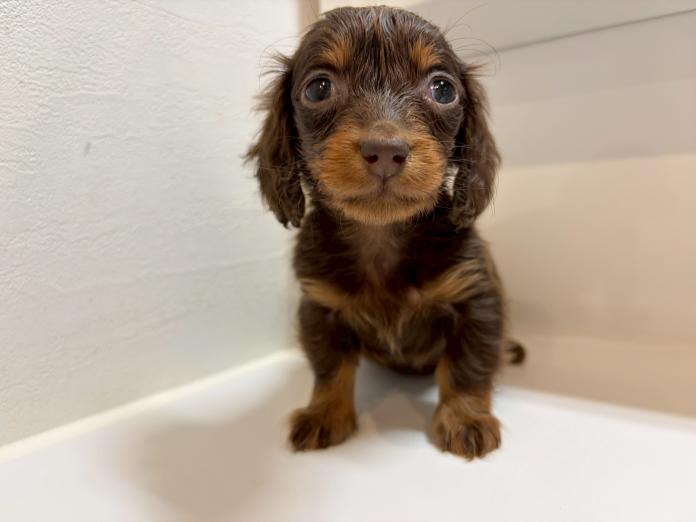 カニンヘンダックスフンド(ロング)(群馬県・女の子・2026/02/14・チョコレートタン)の子犬情報! | 橋本 淳史ブリーダー(1248)