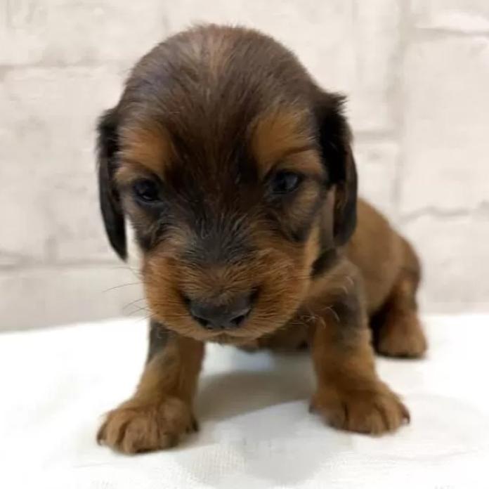 カニンヘンダックスフンド(ロング)(群馬県・男の子・2026/02/27・シェーデッドレッド)の子犬情報! | 橋本 淳史ブリーダー(1269)