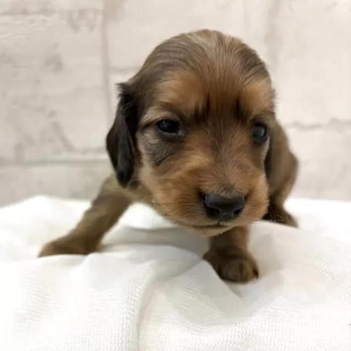 カニンヘンダックスフンド(ロング)(群馬県・女の子・2026/02/27・シェーデッドイエロー・イエロー)の子犬情報! | 橋本 淳史ブリーダー(1270)