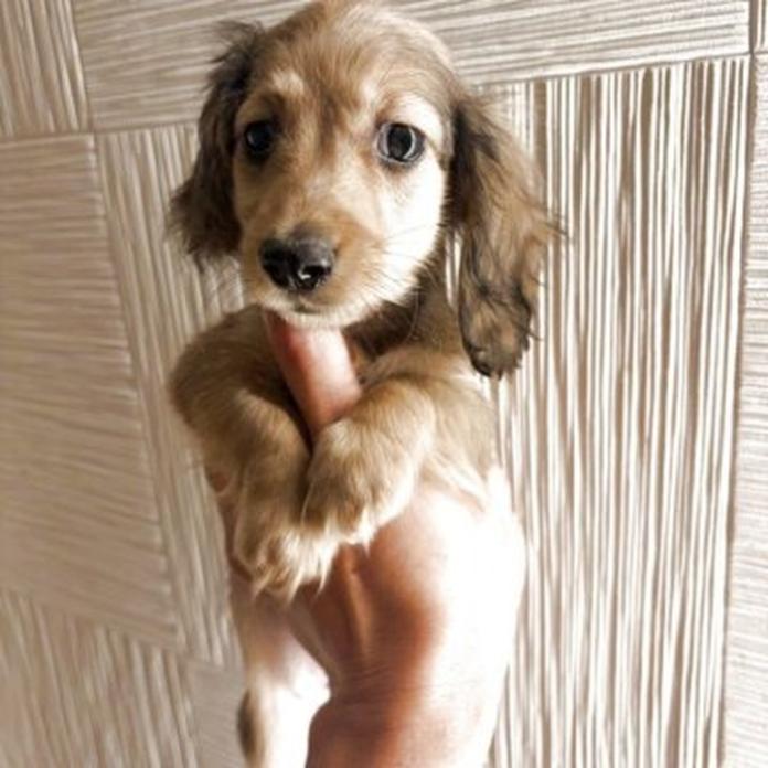 カニンヘンダックスフンド(ロング)(1270)の子犬情報