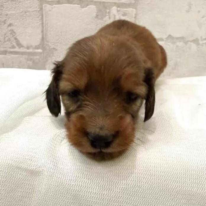 カニンヘンダックスフンド(ロング)(群馬県・女の子・2026/02/27・シェーデッドレッド)の子犬情報! | 橋本 淳史ブリーダー(1272)