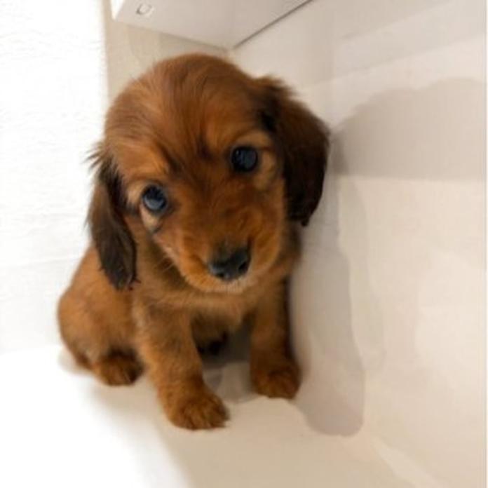 カニンヘンダックスフンド(ロング)(1272)の子犬情報