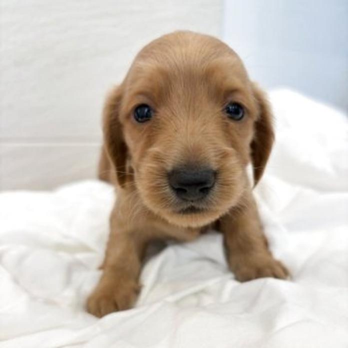 カニンヘンダックスフンド(ロング)(1825)の子犬情報