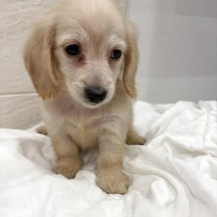 カニンヘンダックスフンド(ロング)(1826)の子犬情報