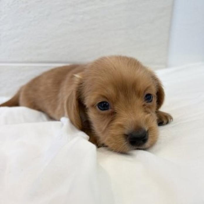 カニンヘンダックスフンド(ロング)(1827)の子犬情報