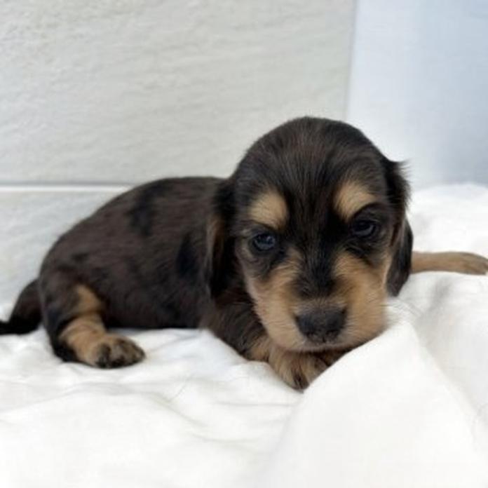 カニンヘンダックスフンド(ロング)(1828)の子犬情報