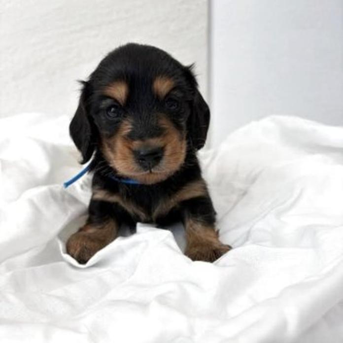 カニンヘンダックスフンド(ロング)(群馬県・男の子・2026/07/31・ブラックタン)の子犬情報! | 橋本 淳史ブリーダー(1874)