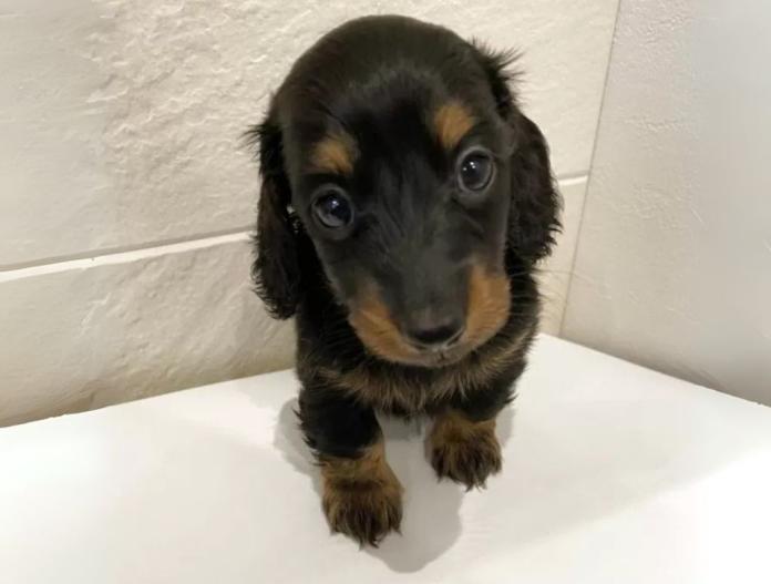 犬のプロフィール画像