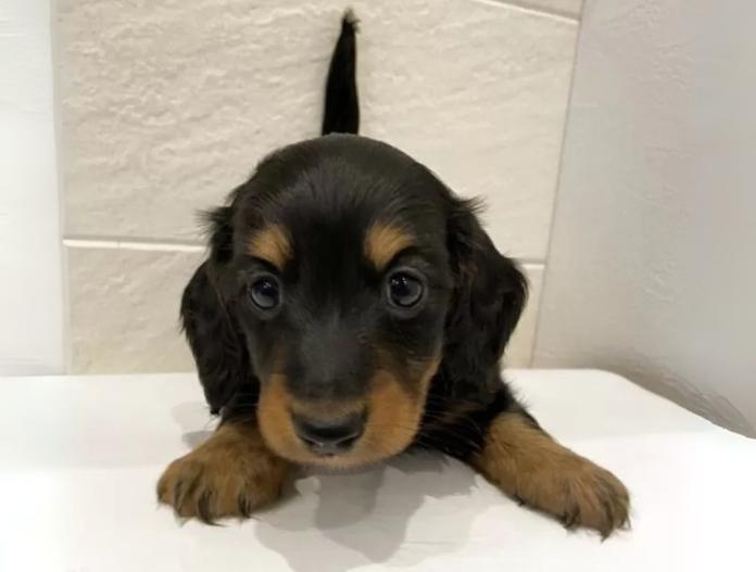 犬のプロフィール画像