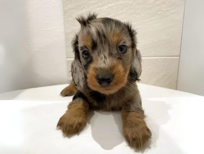犬のプロフィール画像