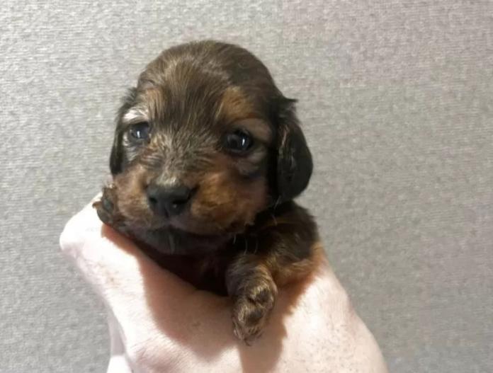 犬のプロフィール画像