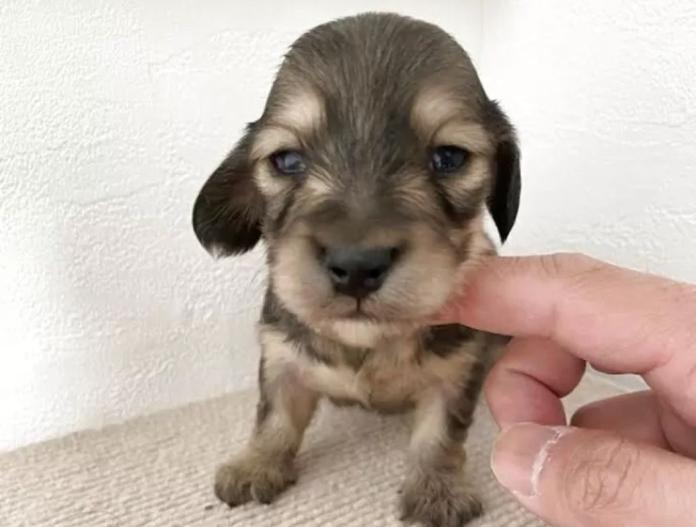 カニンヘンダックスフンド(ロング)(群馬県・女の子・2025/10/10・シェーデッドイエロー)の子犬情報! | 橋本 淳史ブリーダー(806)