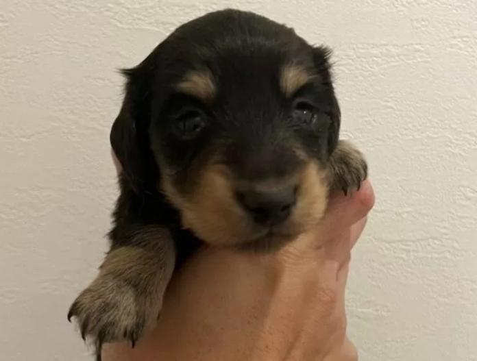 カニンヘンダックスフンド(ロング)(群馬県・男の子・2025/10/10・ブラックイエロ―)の子犬情報! | 橋本 淳史ブリーダー(808)