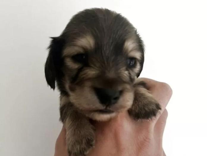 カニンヘンダックスフンド(ロング)(群馬県・男の子・2025/10/10・シェーデッドイエロー/イエロー)の子犬情報! | 橋本 淳史ブリーダー(835)