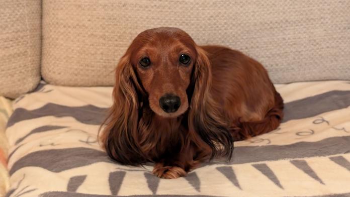 犬のプロフィール画像