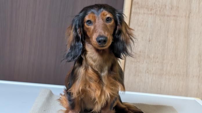 ミニチュアダックスフンド(ロング)(福岡県・男の子・2025/06/17・レッド)の子犬情報! | 平田 真琴ブリーダー(1335)