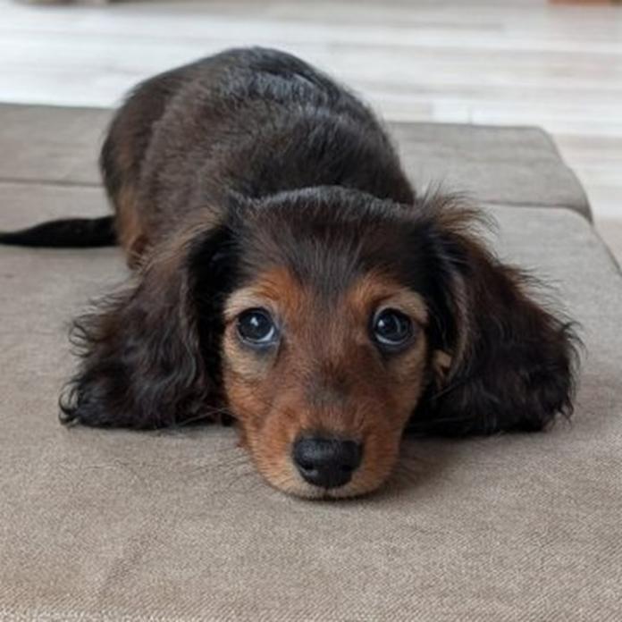 カニンヘンダックスフンド(ロング)(1424)の子犬情報