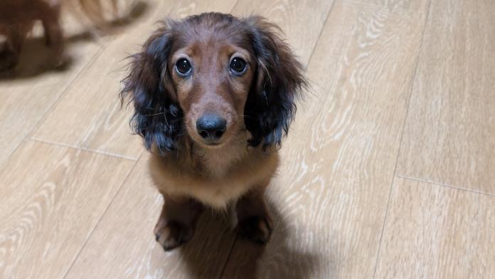 カニンヘンダックスフンド(ロング)(1424)の子犬情報