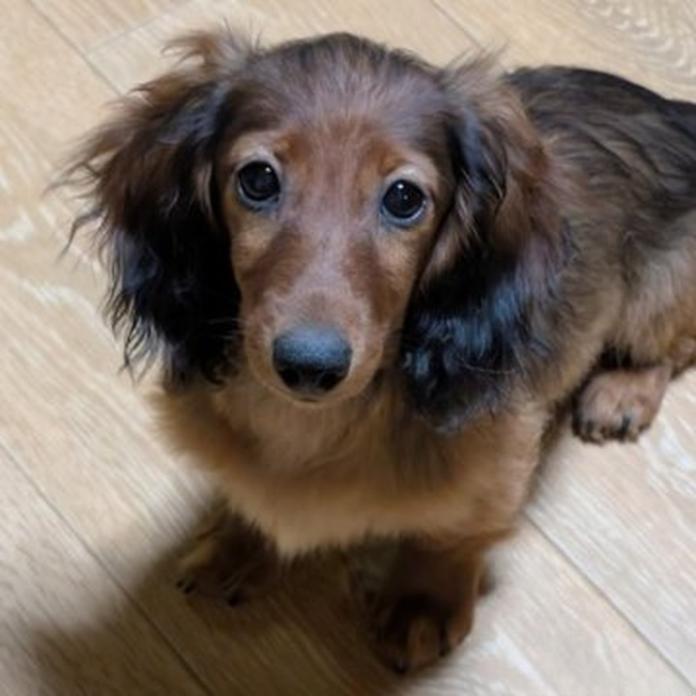 カニンヘンダックスフンド(ロング)(1424)の子犬情報