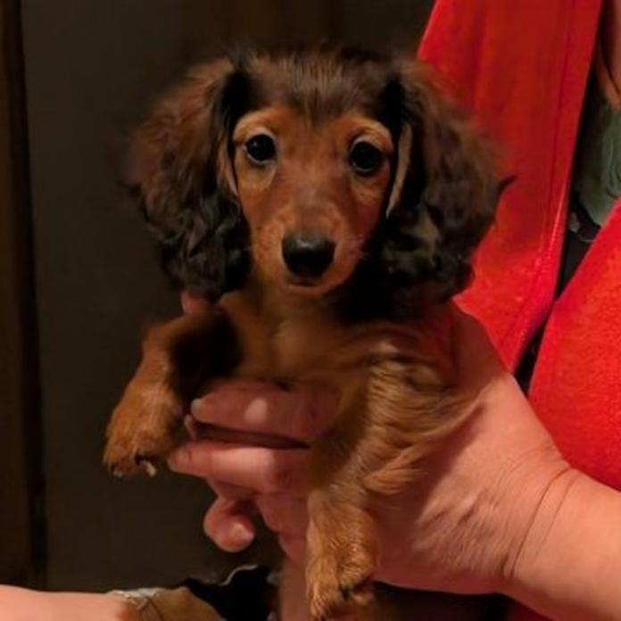 カニンヘンダックスフンド(ロング)(1424)の子犬情報