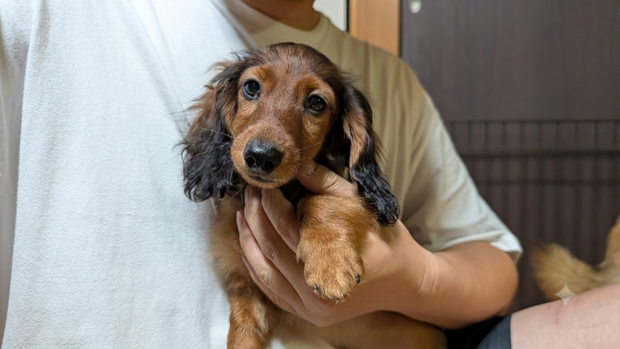 カニンヘンダックスフンド(ロング)(福岡県・男の子・2026/04/05・レッド)の子犬情報! | 平田 真琴ブリーダー(1424)