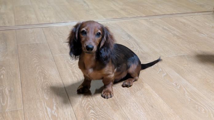 カニンヘンダックスフンド(ロング)(1448)の子犬情報